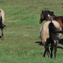Rainier Equine Hoof Recovery - Horse Breeders