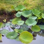 JMH Greenhouses and Watergardens