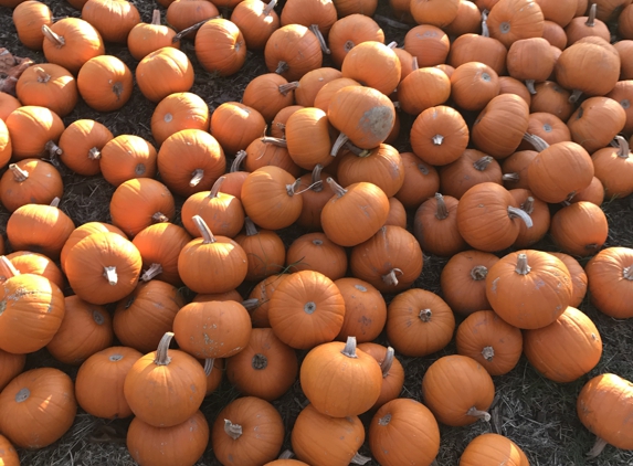 The Pumpkin Farm - Citrus Heights, CA