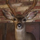 Big Timbers Taxidermy