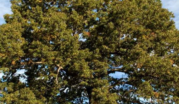 Potter's Tree Service - New Berlin, WI. Tree Service