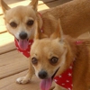 Petsense by Tractor Supply gallery
