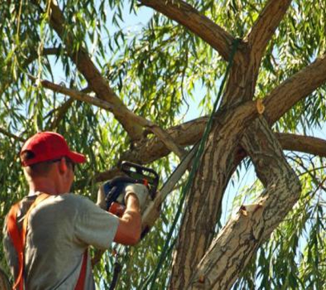 SRQ Tree Care & Removal Service - Sarasota, FL