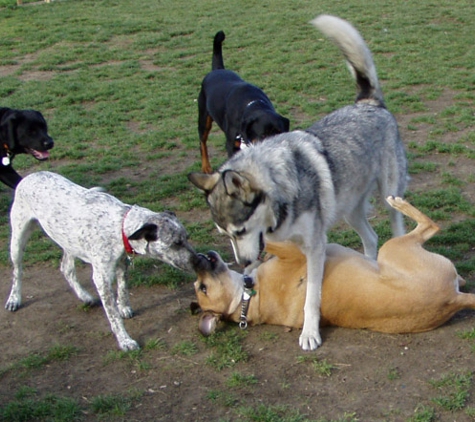 Dominant Dogs Training