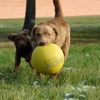 Itasca Dog Lodge gallery