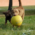 Itasca Dog Lodge