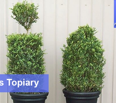Plants For Hire Pty Ltd - Dingley Village, VIC. Buxus Topiary
