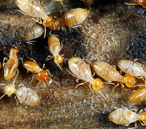 Omega Termite & Pest Control - Oakland, CA