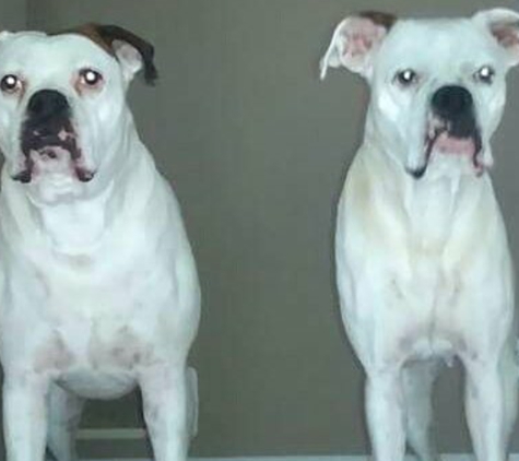 Red Oak Animal Hospital - Atlanta, GA. Capone(L) Coconut(R)