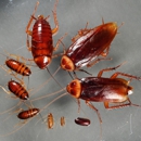 Xtreme Pest Control & Termite - Pest Control Services