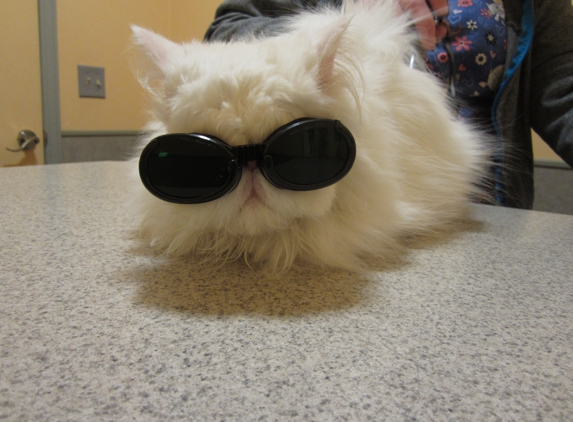 Animal Health Center Hospital & Clinic - Springfield, MO. Casper during one of his laser treatments. Ah! feels so good.