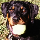 The Wag Company - Pet Services
