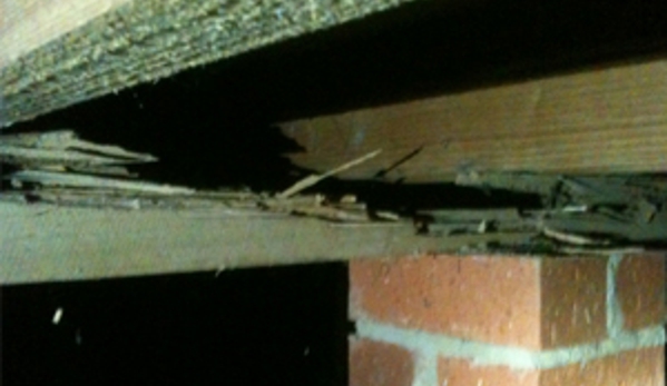 Buzz Off - Bendigo Pest Professionals - Kennington, VIC. Damage found in the sub floor of a Strathdale house