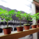 Strawberry Fields Cannabis Pueblo Central - Herbs