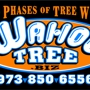 Wahoo Tree
