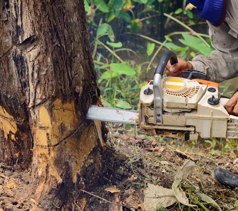 All Tree Services Aust. - Andergrove, QLD