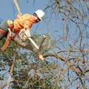 Lee's Tree's and More - Tree Service