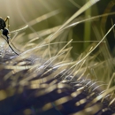 Bed Bug Solutions - Pest Control Equipment & Supplies