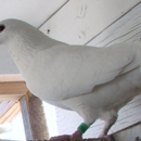 Expressions White Dove Releases - Funeral Planning