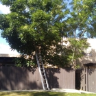 Care Tree Lawn and Tree Service