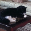 Noah's Ark Animal Hospital gallery