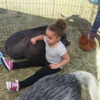 Piglet N Pals Mobile Petting Zoo gallery