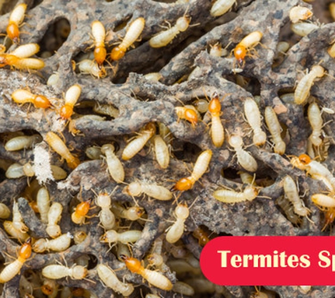 Port Phillip Pest Control. Termites Specialist