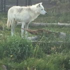 Grizzly & Wolf Discovery Center