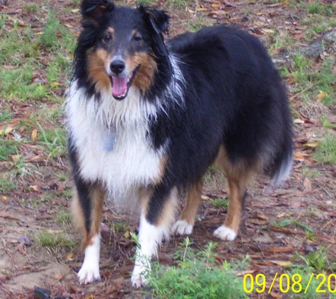 Airport Road Animal Hospital - Hot Springs National Park, AR. Myl CoCo.