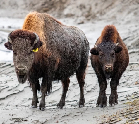 Alaska Wildlife Conservation Center - Girdwood, AK