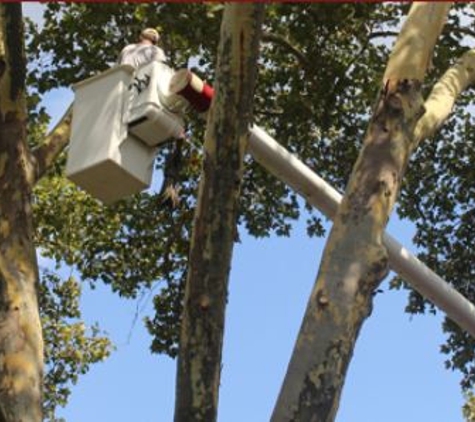 Ackerman Tree Service - Homestead, PA