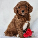Mountain Meadow Puppies - Pet Breeders
