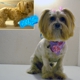 Cuts 4 Mutts Dog Grooming