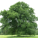 Hagstrom & Sons Tree Service - Tree Service