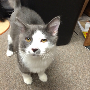 Dyer Animal Clinic - Dyer, IN. A Whiting Animal Control Cat after having surgery on it's leg.