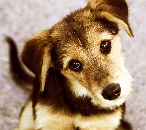 Wynnum Manly Vet Hospital - Wynnum, QLD