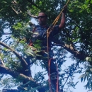 Tip Top Tree Service - Tree Service