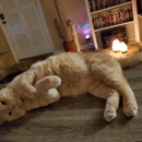 Live Oak Veterinary Clinic - Veterinary Labs