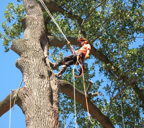 Troyer Tree Service - Sarasota, FL