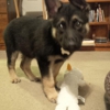Greenbrier Animal Clinic gallery