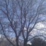Amen Trees - Salt Lake City, UT