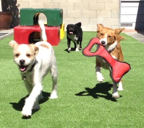 Paw In Order - Orange, CA