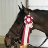 Hudson Equestrian Center Inc-Bochum Farm gallery