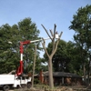 TOP NOTCH TREE SERVICE gallery