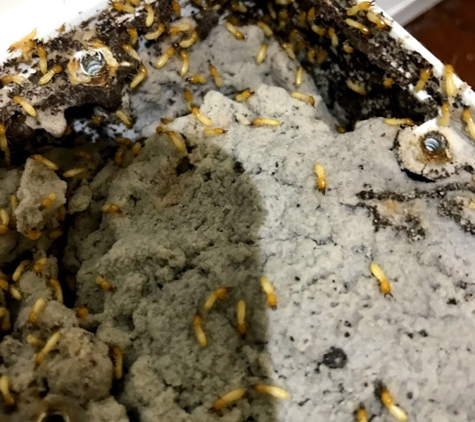 Keech Pest Control - South Tamworth, NSW