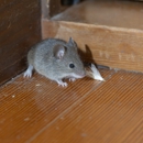 Sure Thing Pest Control - Pest Control Equipment & Supplies