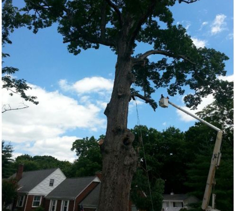 Hughes Tree Service - Murfreesboro, TN