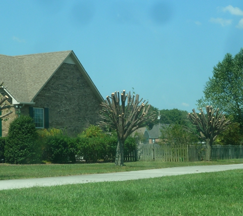 Virgil Tree - Manchester, TN