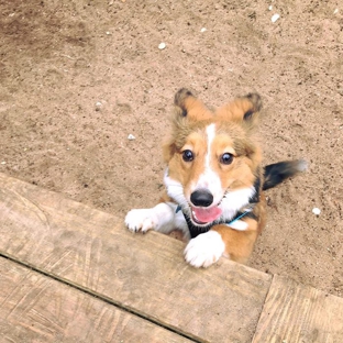 Pups & Pals Pet Lounge - Austin, TX