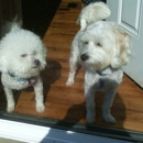 DogRFamily - Pet Sitting & Exercising Services